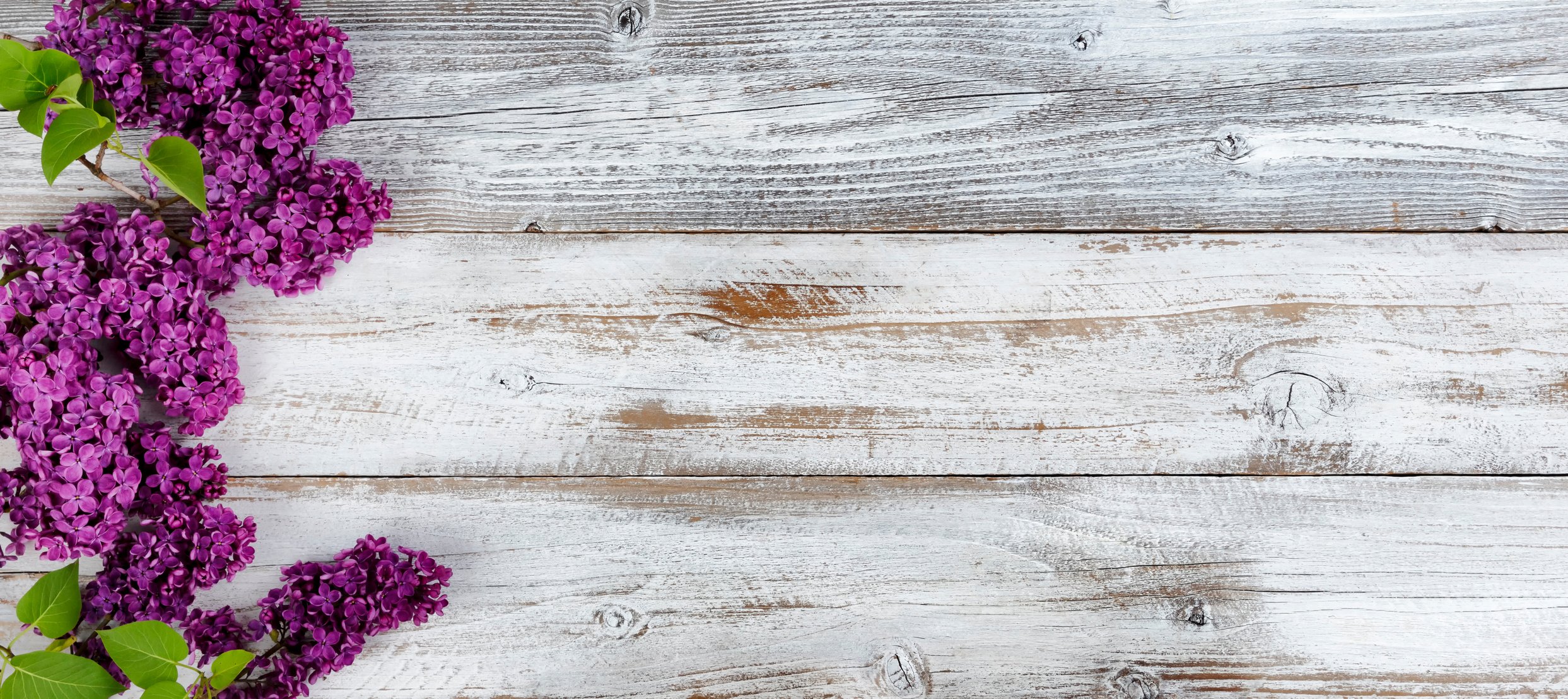 Deep Purple Lilac Flowers on White Rustic Wooden Background 